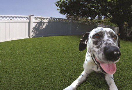 dog artificial grass