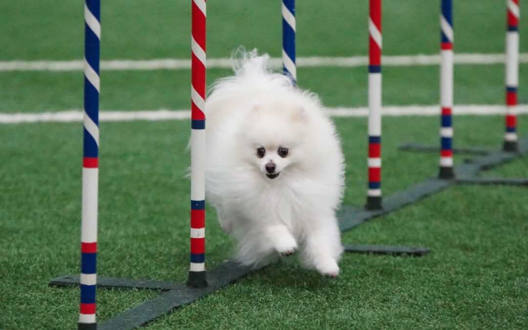 Improve Show Dog Training with Pet Artificial Grass in Vacaville!