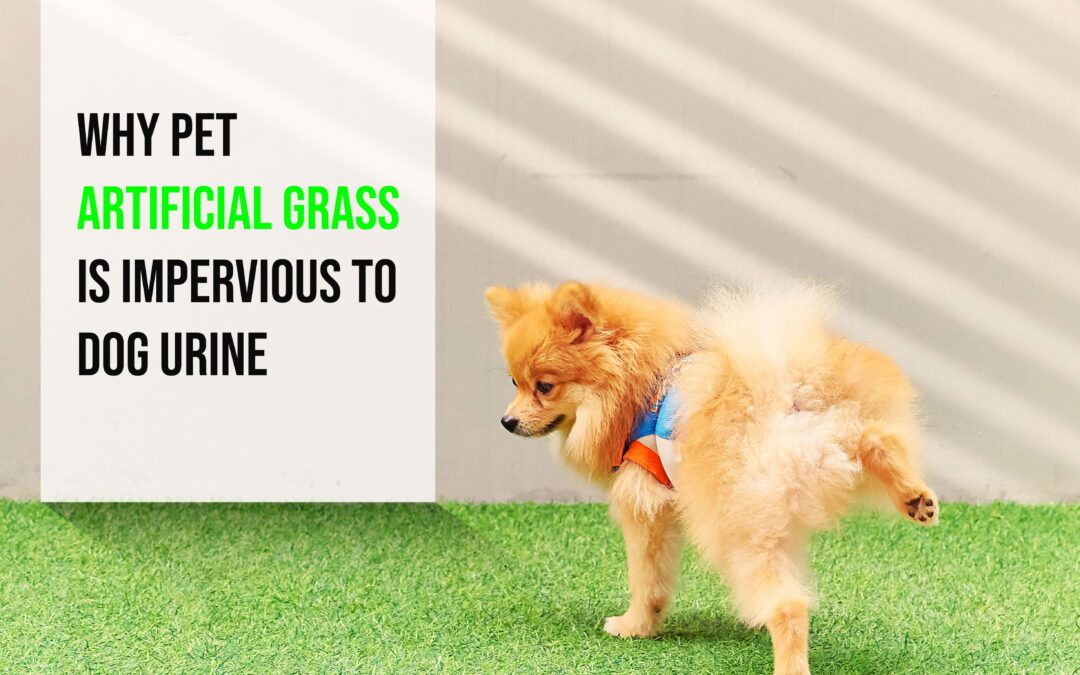 Is it Okay for Dogs to Pee on Pet Artificial Grass in Vacaville?