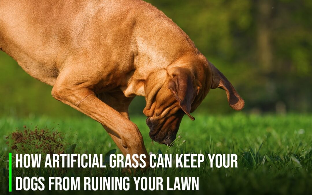 Can Pet Artificial Grass in Vacaville Stop Dog Damage in Lawns?
