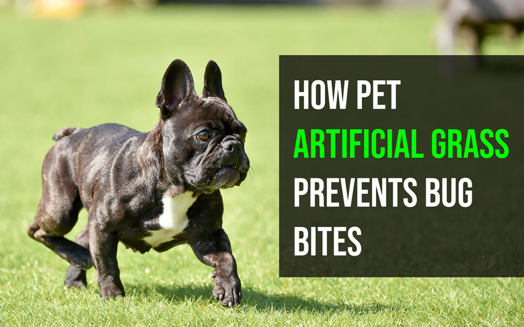 Bugs Bite Dogs, Too! Here’s How Pet Artificial Grass in Vacaville Prevents That