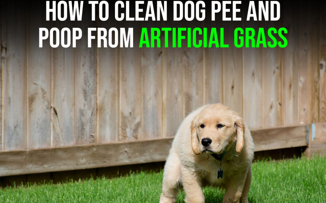 How Do I Clean Dog Urine and Poop Stains From Pet Artificial Grass in Vacaville?
